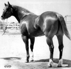 Horses World's Halter Dickinson Publishing Co. Postcard Vintage Skipper W 